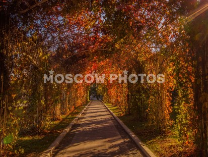 Осень в Бауманском саду - фото №247